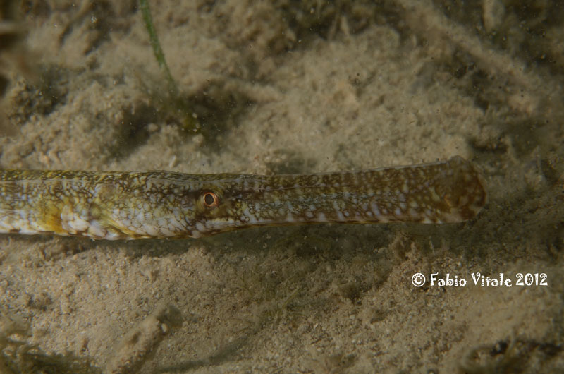 Syngnathus abaster e Syngnathus typhle